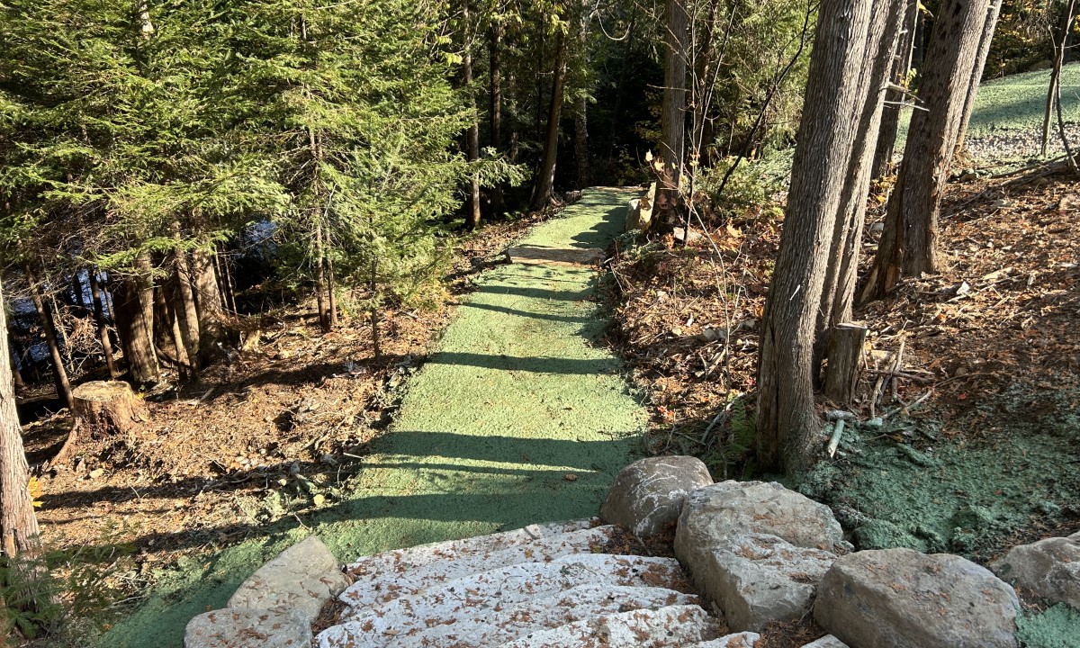 Hydro-ensemencement  à La Conception appliqué sur un talus résidentiel en terrain forestier pour favoriser la revégétalisation et réduire l’érosion.