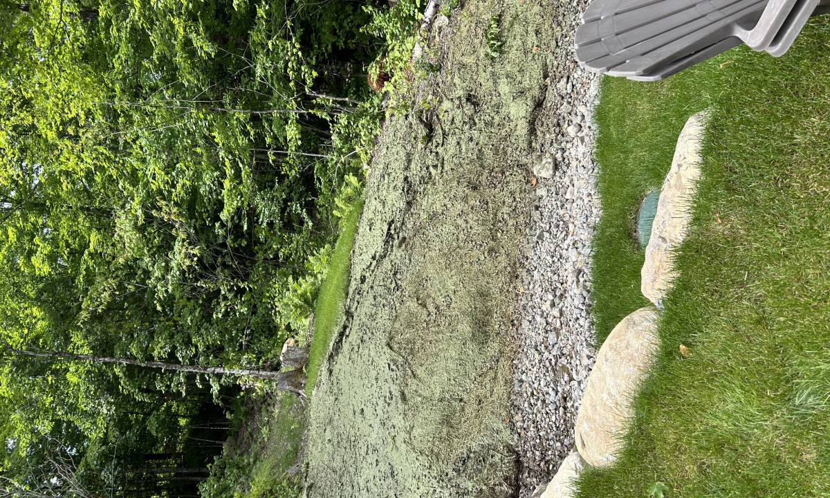 Hydro-ensemencement  à Saint-Jovite appliqué sur un talus résidentiel en terrain forestier pour favoriser la revégétalisation et réduire l’érosion.